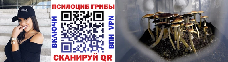 Купить закладки  Печоры  Галлюциногенные грибы Cubensis 